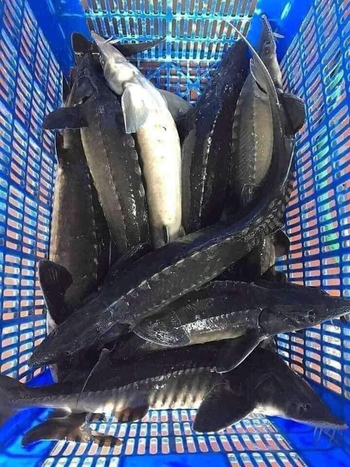 Cá Tầm