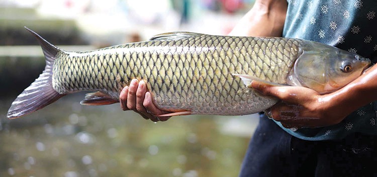 Cá Trắm